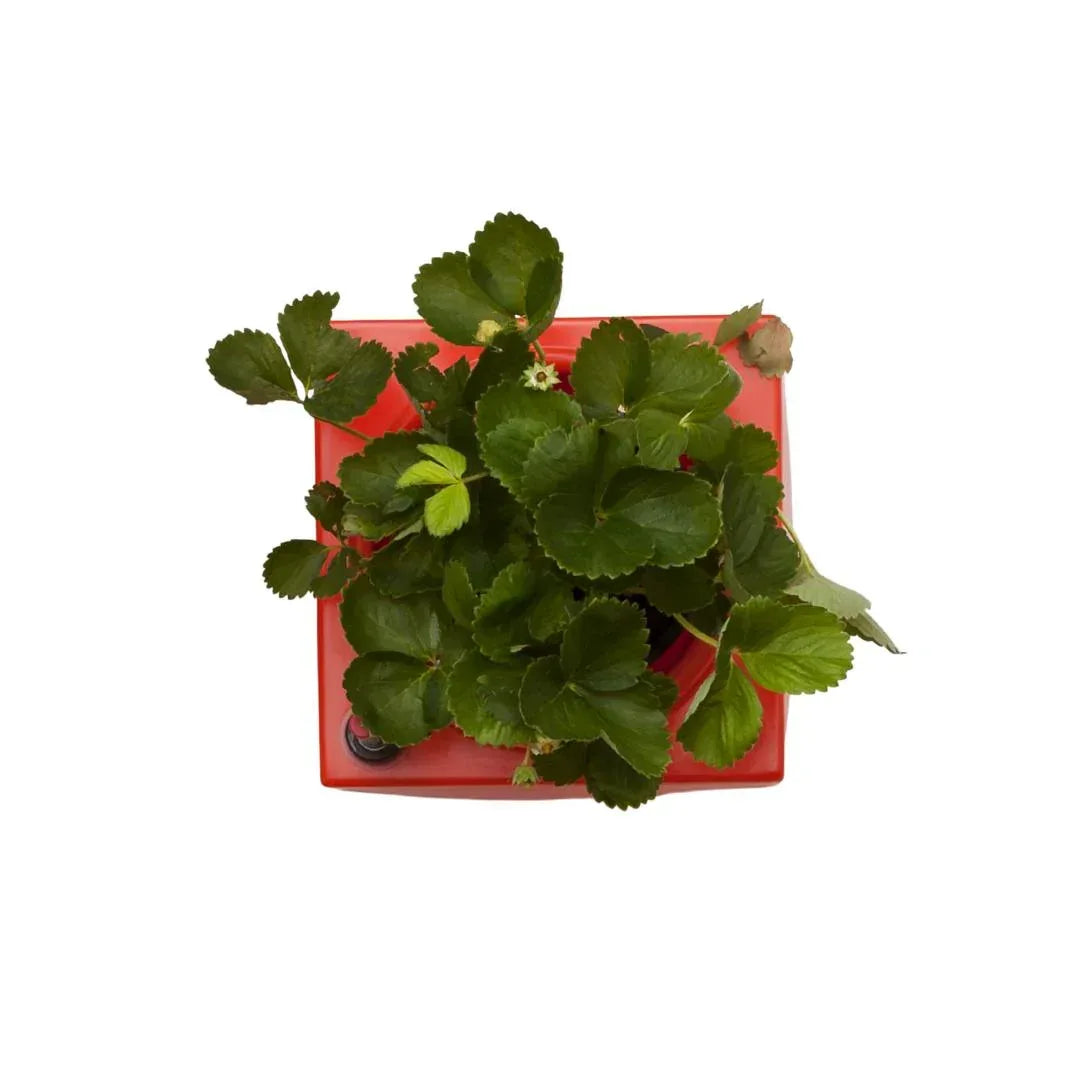 NELL’ORTO - Serralunga