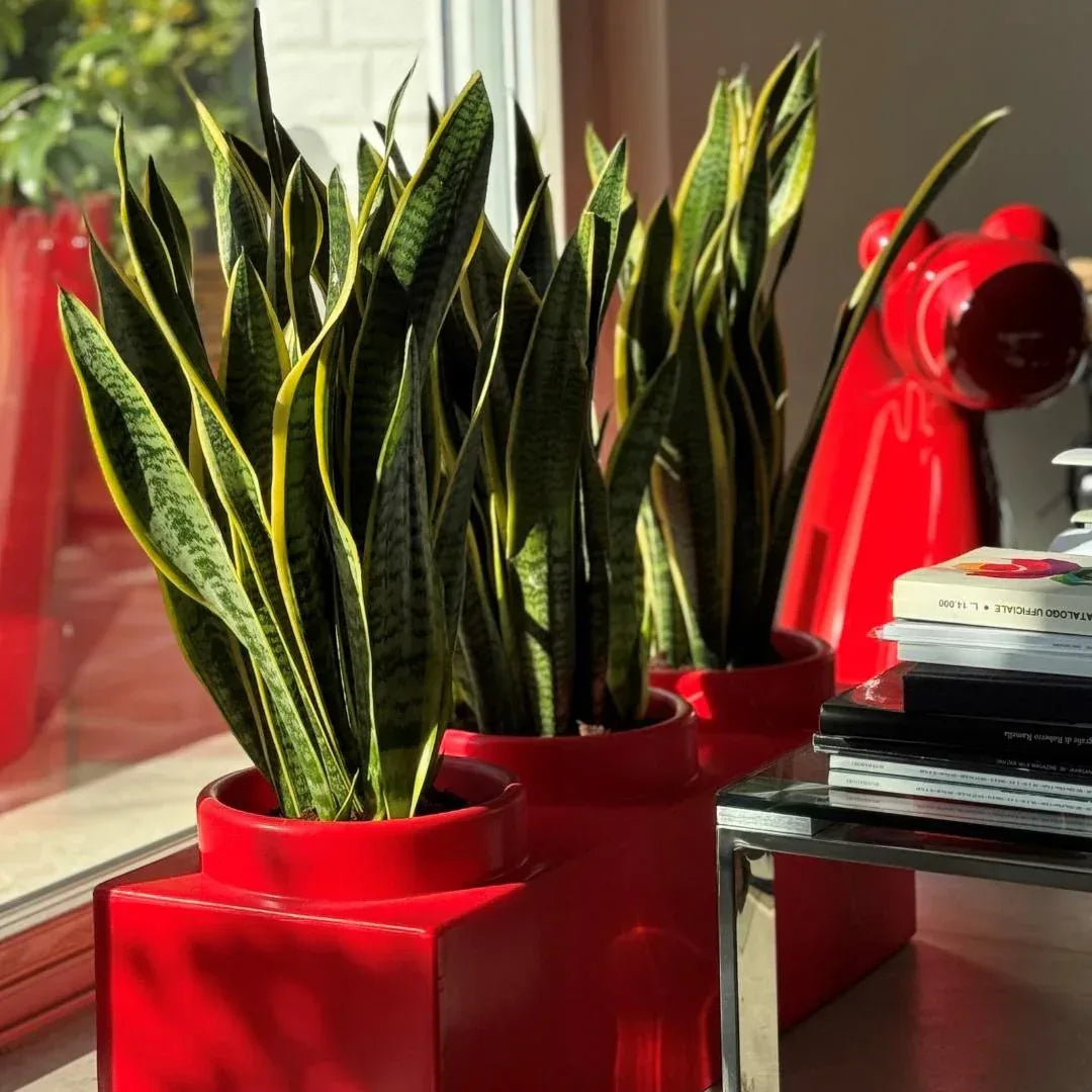 NELL’ORTO - Serralunga