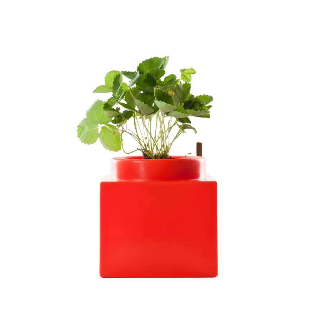 NELL’ORTO - Serralunga