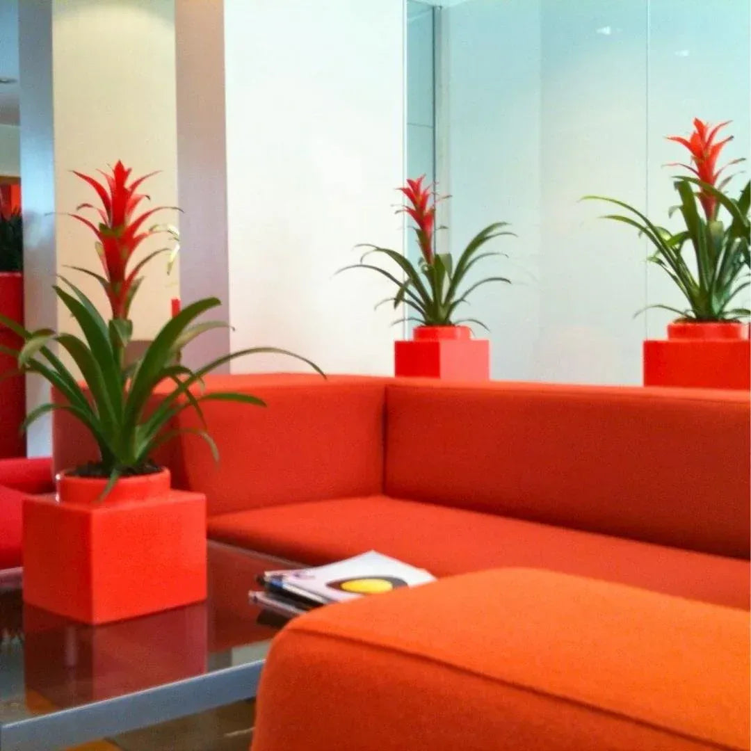 NELL’ORTO - Serralunga