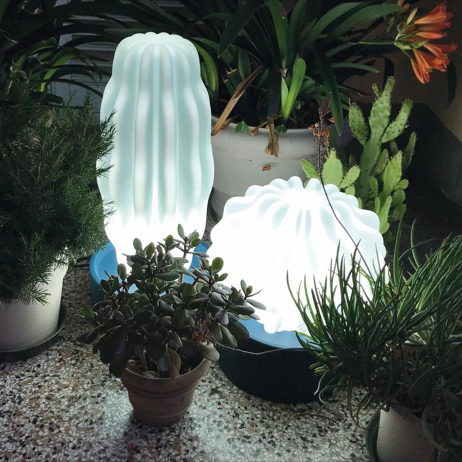 Cactus Long with Light - Serralunga